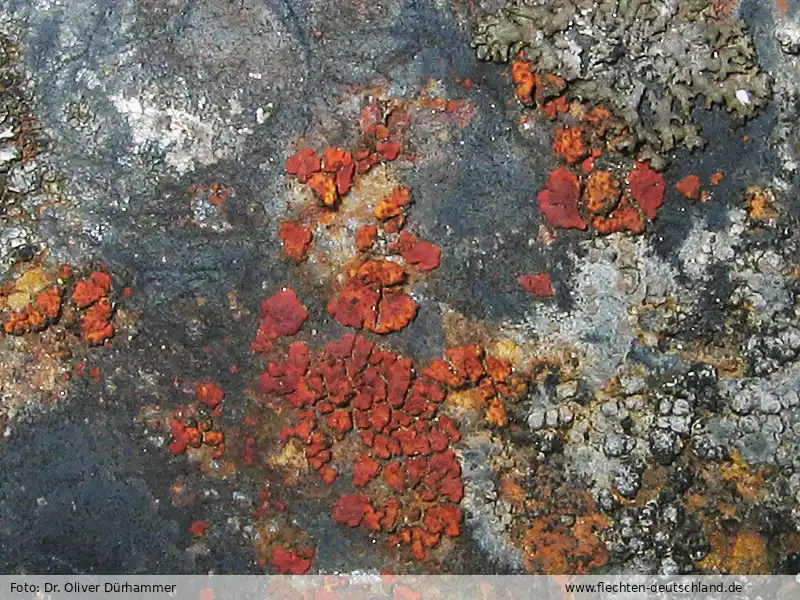 Habitus | Foto von Dr. Oliver Dürhammer