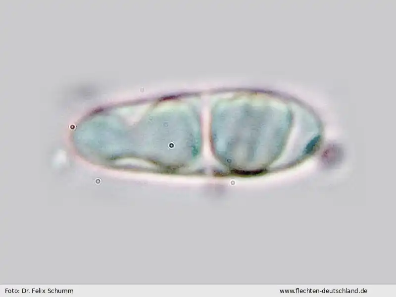 Querschnitt Fruchtkörper | Foto von Dr. Felix Schumm