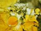 Arthonia molendoi (Heufl. ex Frauenf.) R. Sant.