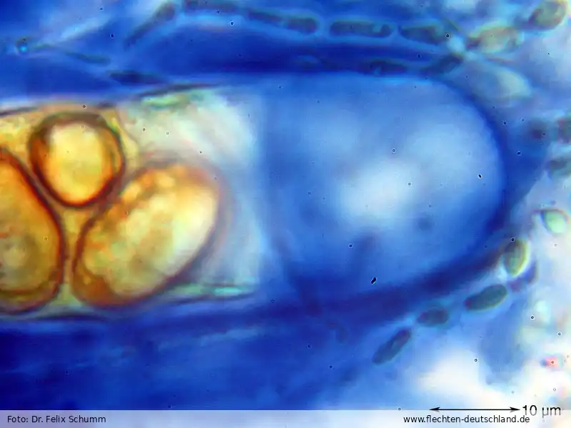 Sporen | Foto von Dr. Felix Schumm