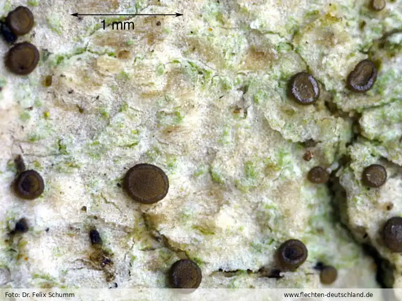 Habitus | Foto von Dr. Felix Schumm