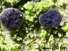 Bacidia neosquamulosa Aptroot & Herk
