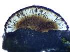 Buellia epipolia (Ach.) Mong.