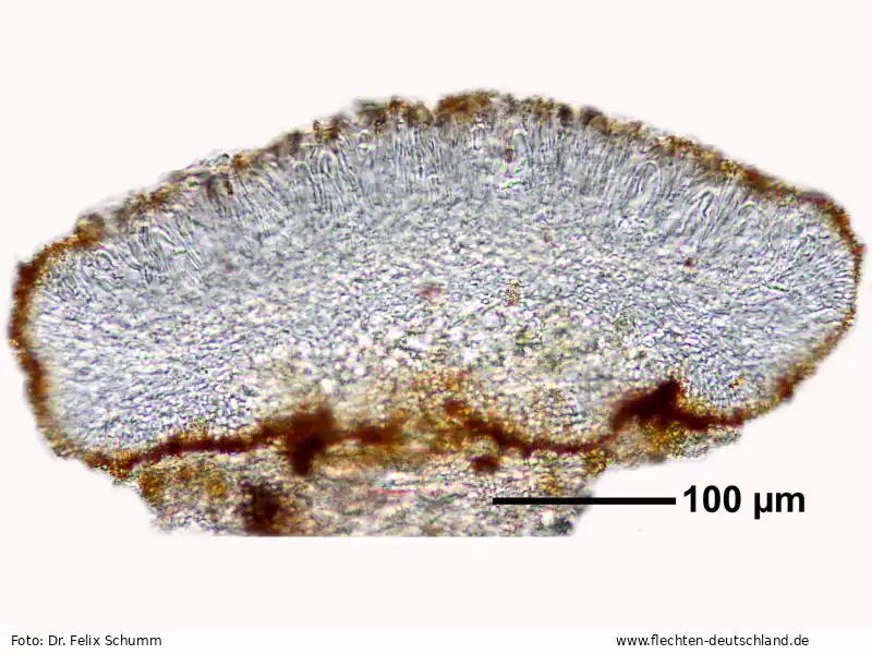 Querschnitt Fruchtkörper | Foto von Dr. Felix Schumm