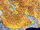 Caloplaca aurantia (Pers.) Hellb.
