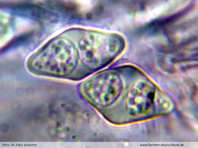 Querschnitt Fruchtkörper | Foto von Dr. Felix Schumm