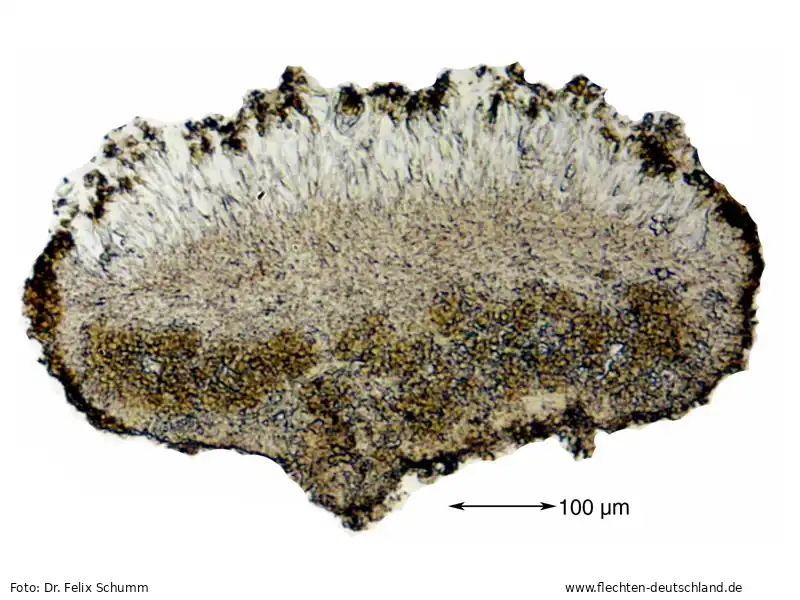 Fruchtkörper | Foto von Dr. Felix Schumm