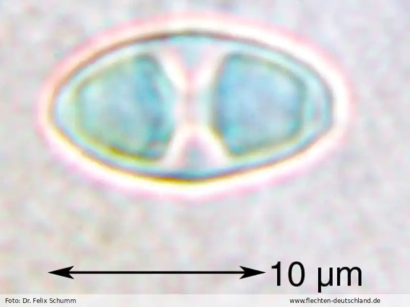 Querschnitt Fruchtkörper | Foto von Dr. Felix Schumm