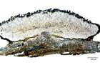 Caloplaca ferruginea (Huds.) Th. Fr.