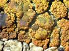 Candelariella vitellina (Hoffm.) Müll. Arg.