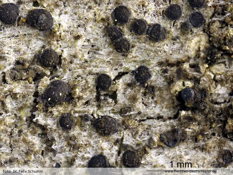 Habitus | Foto von Dr. Felix Schumm