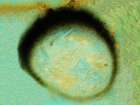 Cercidospora macrospora (Uloth) Hafellner & Nav.-Ros.
