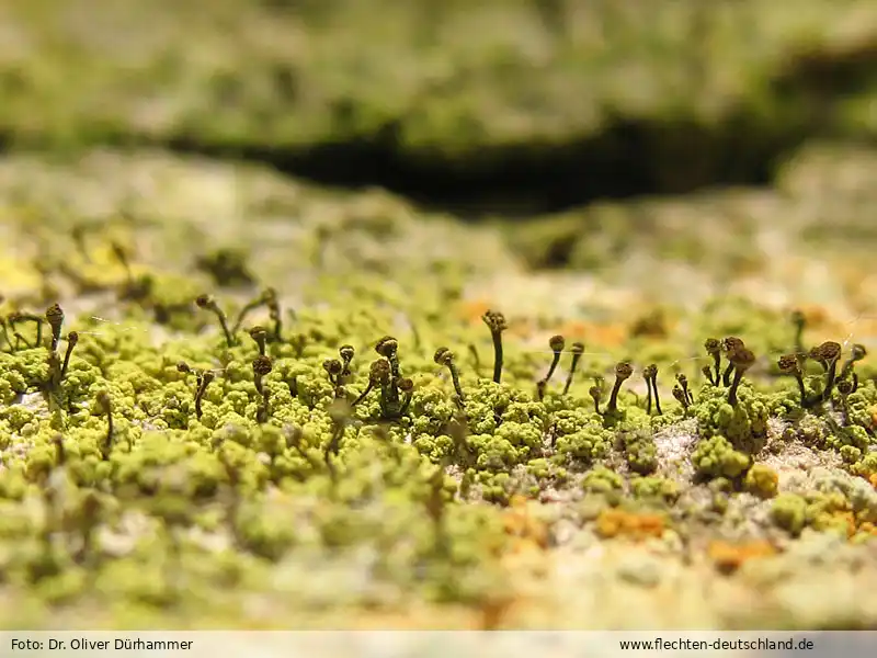 Habitus | Foto von Dr. Oliver Dürhammer