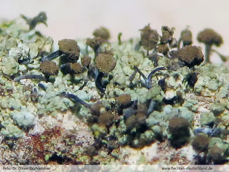 Habitus | Foto von Dr. Oliver Dürhammer