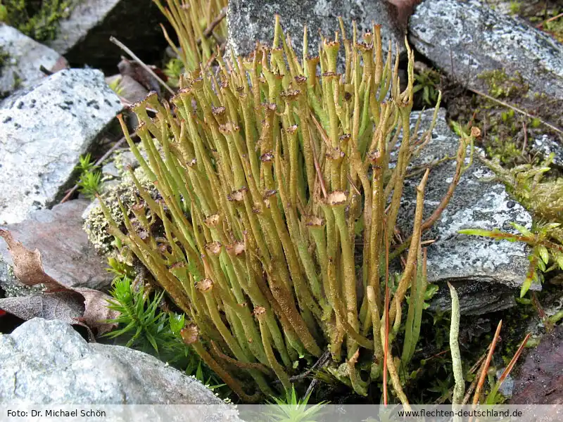 Habitus | Foto von Dr. Michael Schön