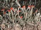 Cladonia macilenta Hoffm. subsp. macilenta