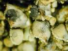 Clypeococcum hypocenomycis D. Hawksw.