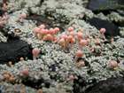 Dibaeis baeomyces (L. f.) Rambold & Hertel