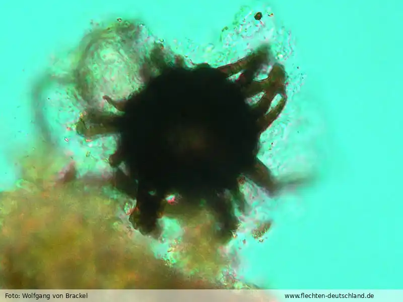 Habitus | Foto von Wolfgang von Brackel