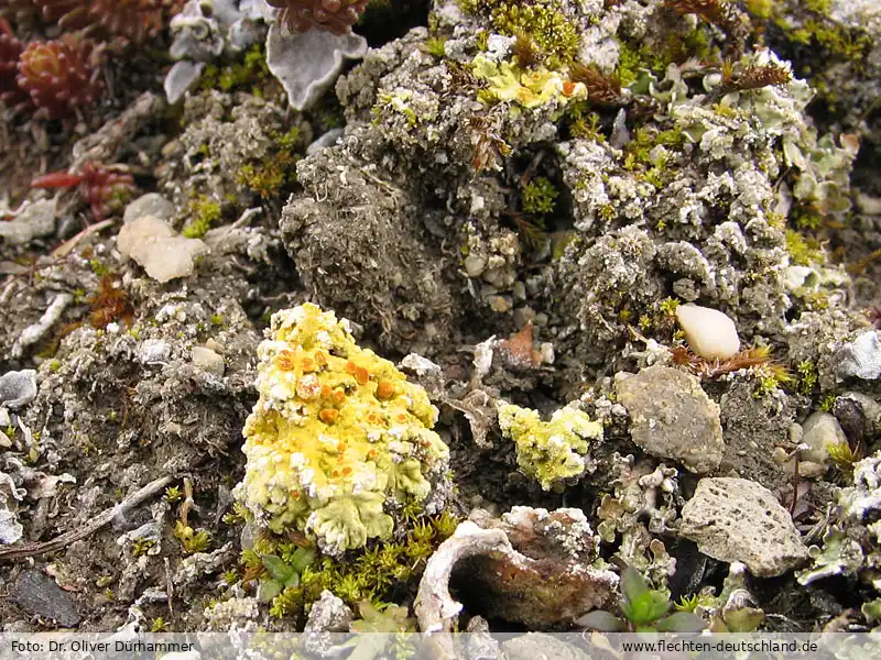 Habitus | Foto von Dr. Oliver Dürhammer