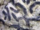 Graphis elegans (Borrer ex Sm.) Ach.