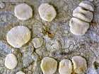 Lecanora albella (Pers.) Ach.