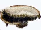Lecanora cenisia Ach.