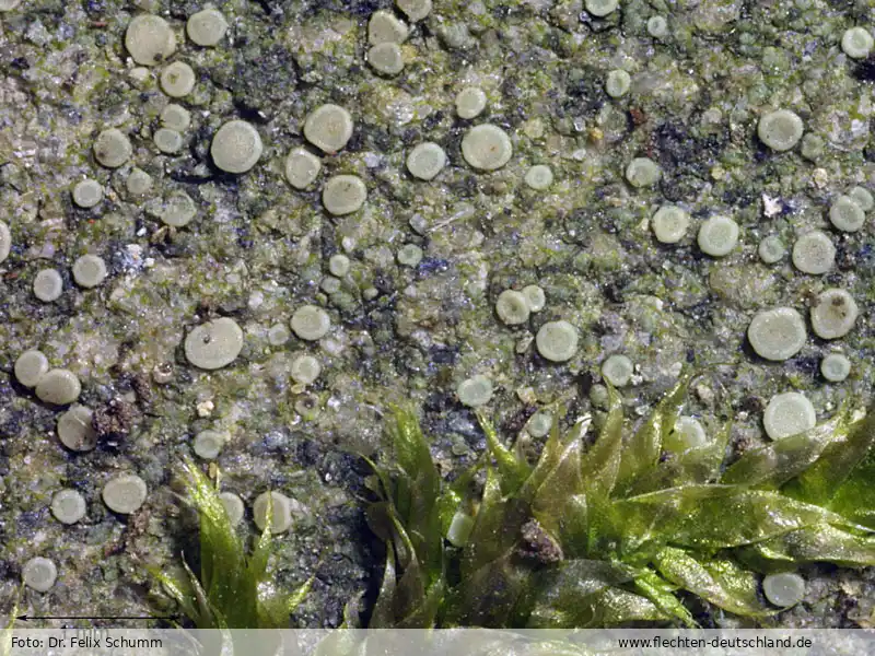 Habitus | Foto von Dr. Felix Schumm