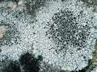 Lecanora campestris (Schaer.) Hue
