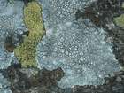 Lecanora rupicola subsp. rupicola (L.) Zahlbr.