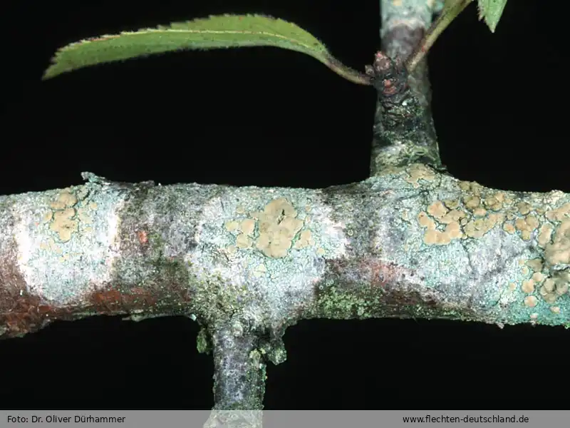 Habitus | Foto von Dr. Oliver Dürhammer