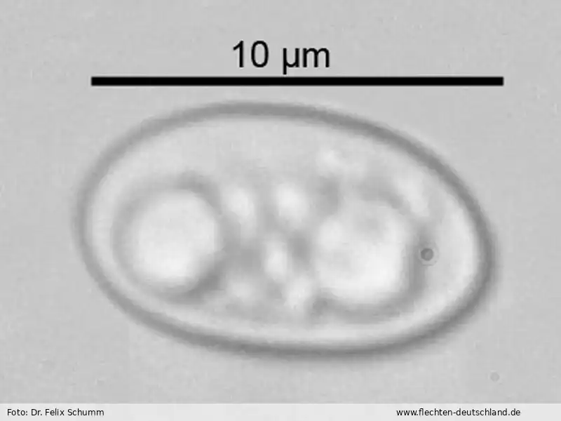 Querschnitt Fruchtkörper | Foto von Dr. Felix Schumm