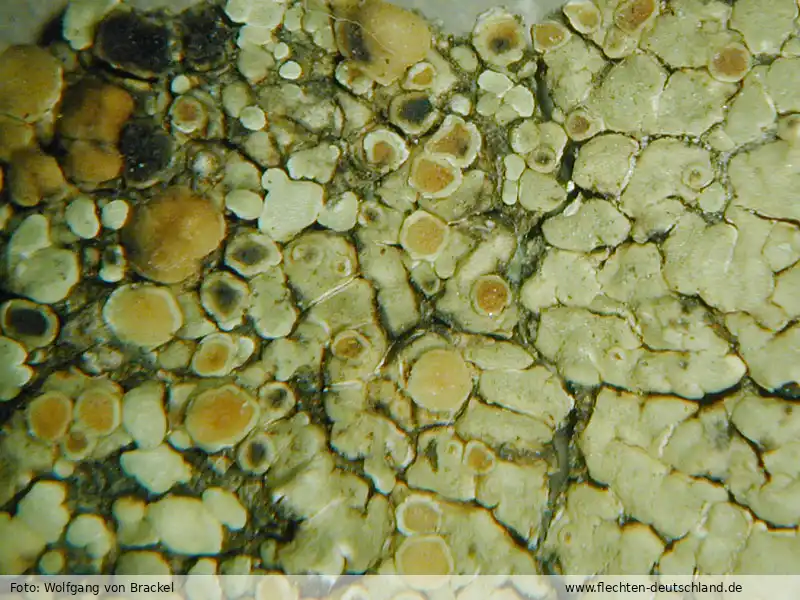 Habitus | Foto von Wolfgang von Brackel