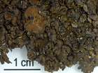 Melanelixia glabra (Schaer.) O. Blanco, A. Crespo, Divakar, Essl., D. Hawksw. & Lumbsch
