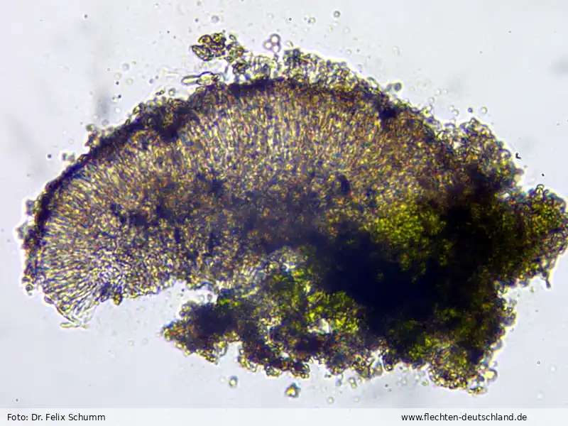 Fruchtkörper | Foto von Dr. Felix Schumm