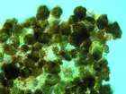 Monodictys epilepraria Kukwa & Diederich