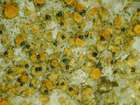 Muellerella erratica (A. Massal.) Hafellner & V. John