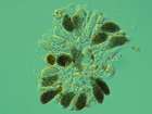 Muellerella triseptata Diederich