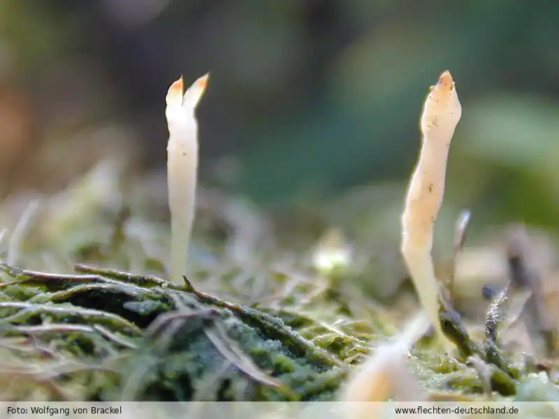 Habitus | Foto von Wolfgang von Brackel