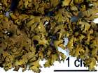 Neofuscelia pulla (Ach.) Essl.
