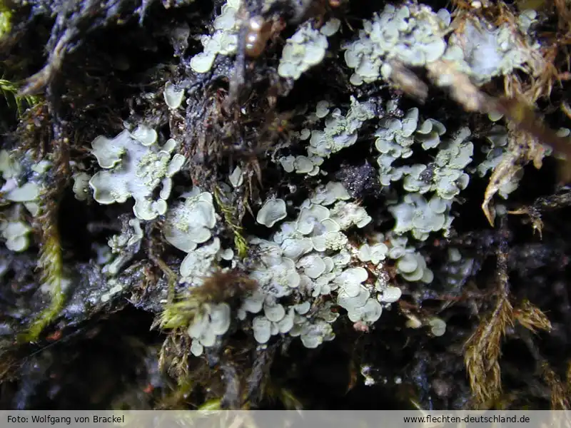 Fotografie Normandina pulchella (Borrer) Nyl.