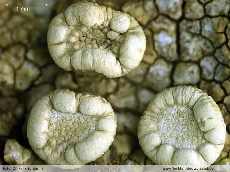 Fotografie Ochrolechia parella (L.) A. Massal.