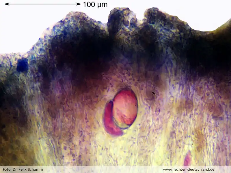 Sporen | Foto von Dr. Felix Schumm