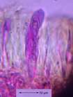 Opegrapha ochrocheila Nyl.