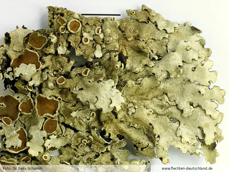 Habitus | Foto von Dr. Felix Schumm