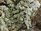 Parmeliopsis hyperopta (Ach.) Arnold