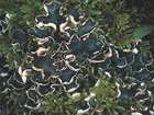 Peltigera malacea (Ach.) Funck