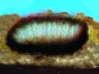 Phacopsis oxyspora (Tul.) Triebel & Rambold