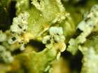 Phaeopyxis punctum (A. Massal.) Rambold, Triebel & Coppins