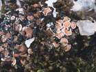 Psora decipiens (Hedw.) Hoffm.